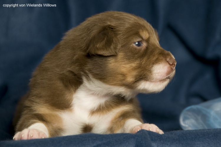Zum Beenden - Bild anklicken