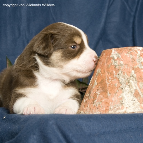 Zum Beenden - Bild anklicken